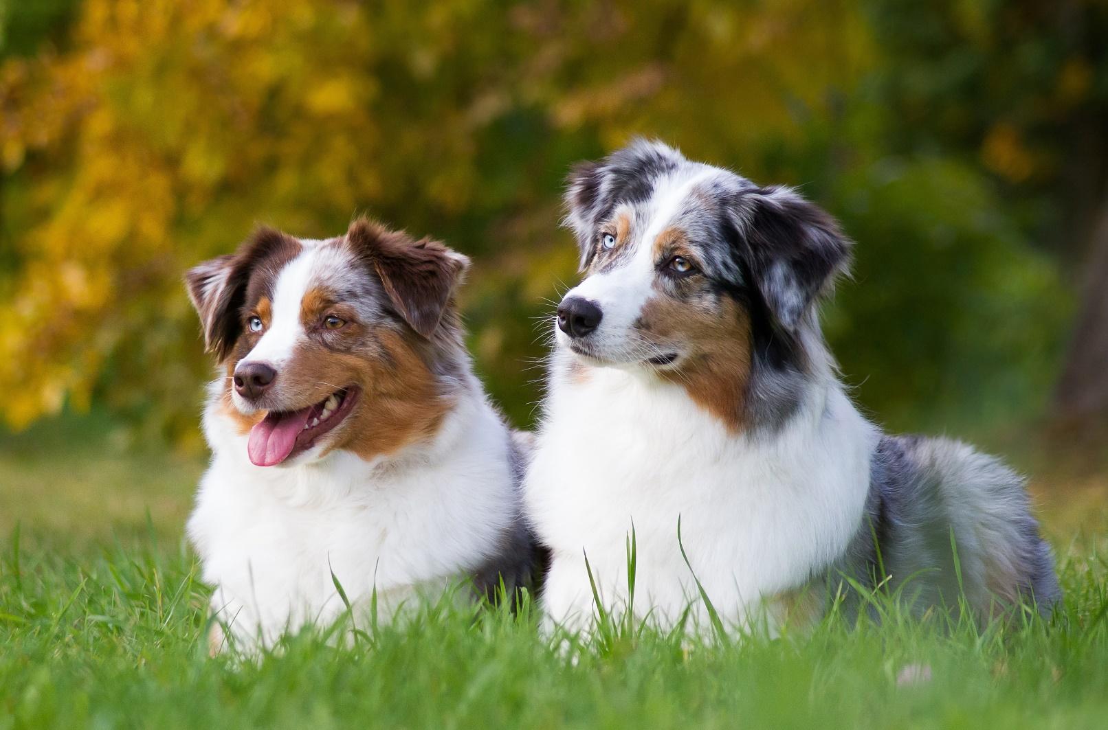 Australian shepherd dogs