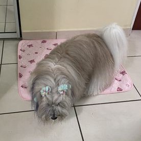 A fluffy dog sitting on a washable pee pad