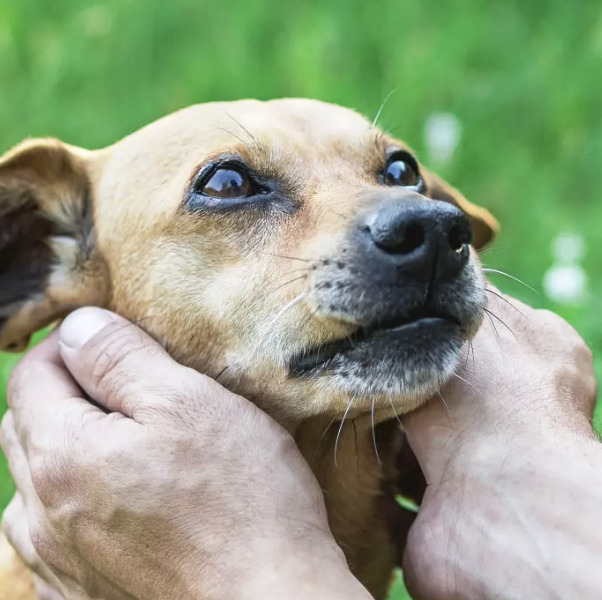 Cystitis in Dogs – Symptoms, Causes and Treatment