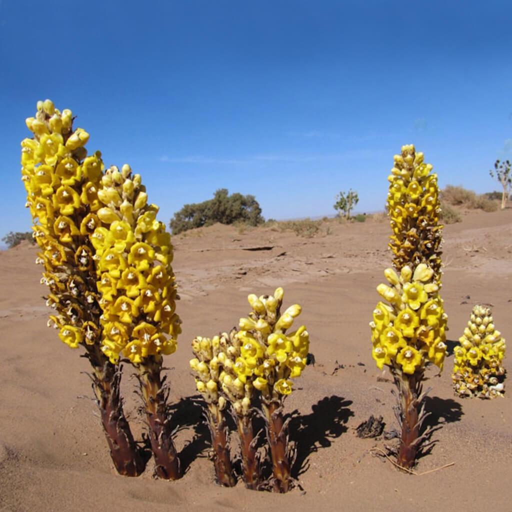 cistanche tubulosa increase longevity 