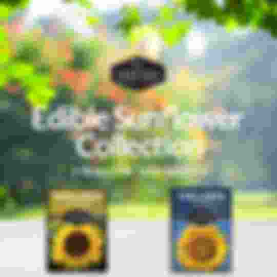 Edible Sunflower Collection - 2 heirloom seed packets
