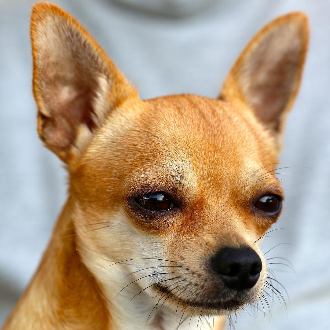 Chihuahua eyes