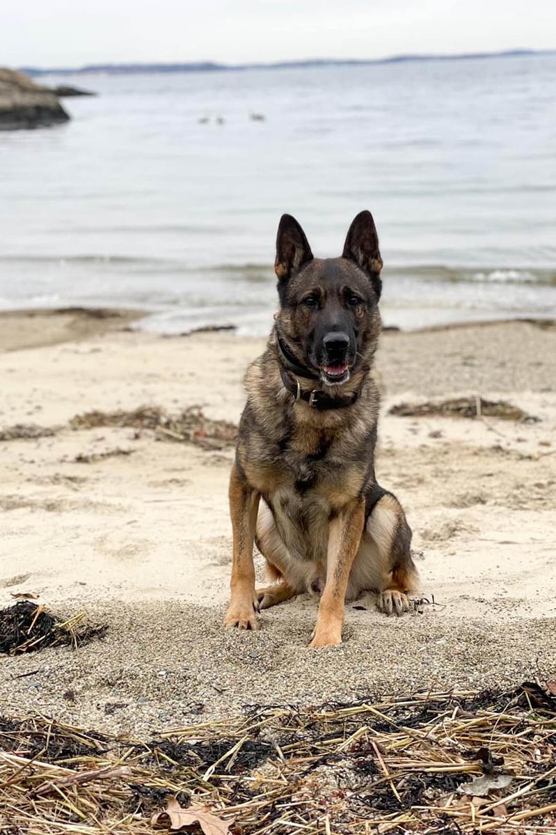 k9 odin 314