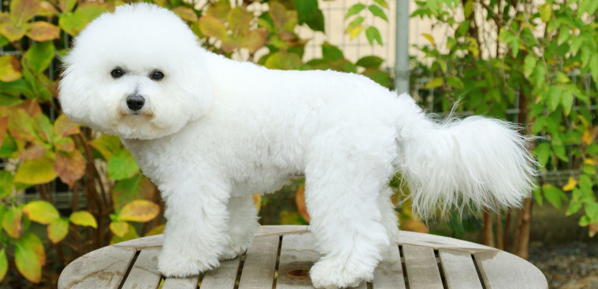 Cute Bichon Frise pug