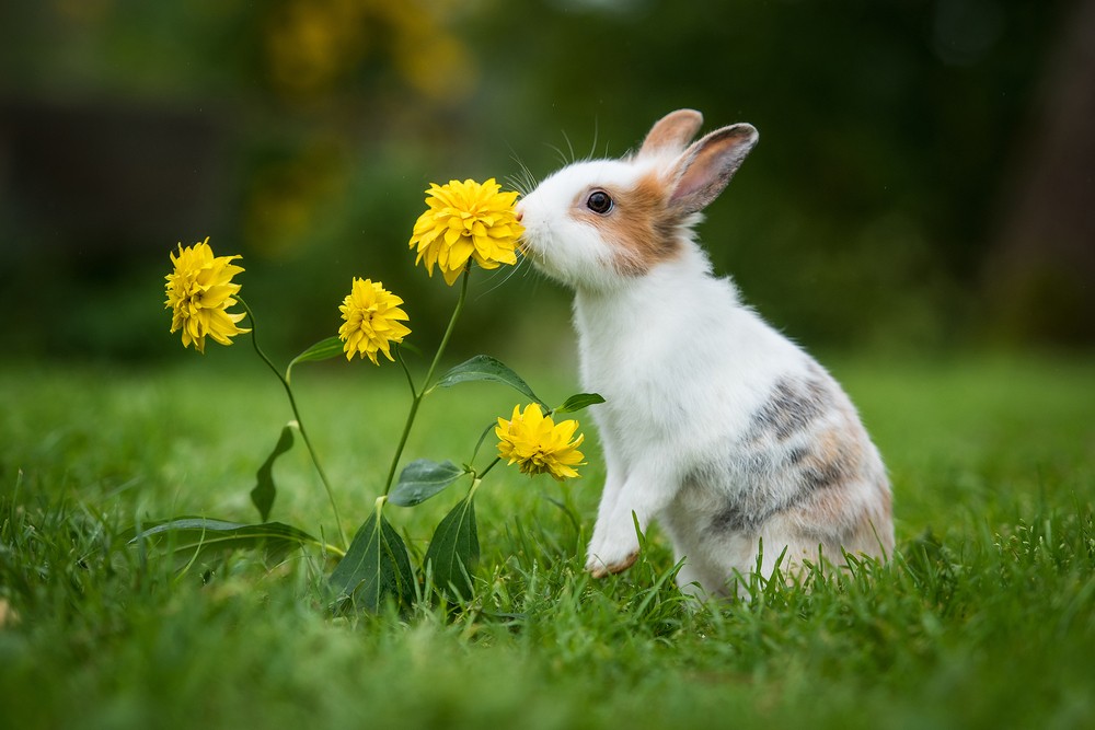 What Smells Do Rabbits Love  