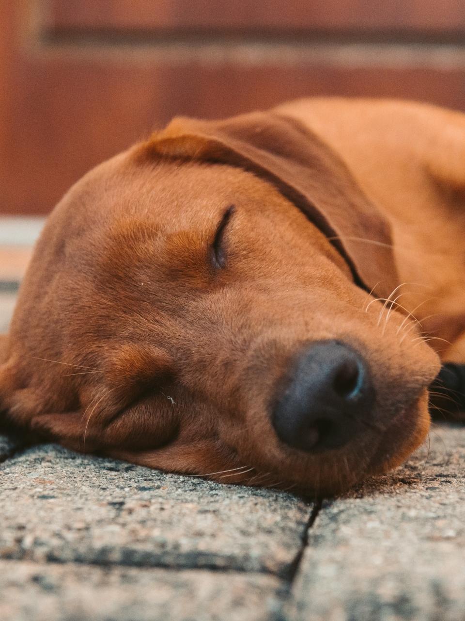 sleeping brown labrador retriever dog on floor