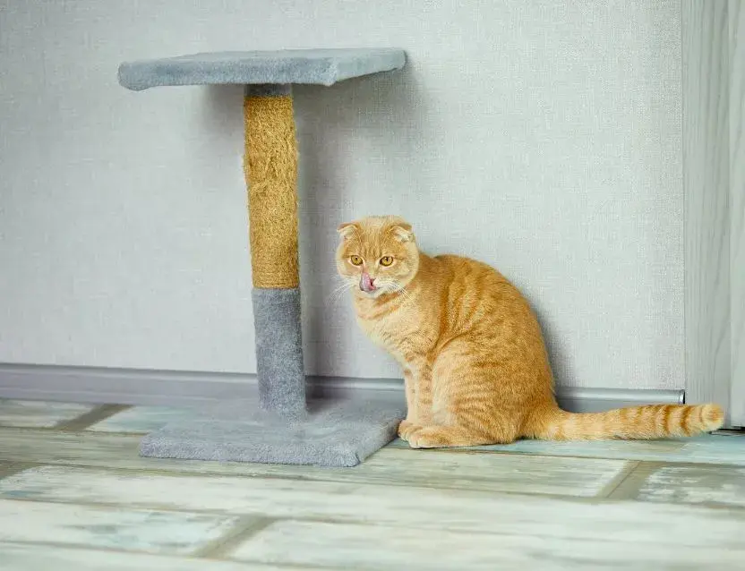 An orange cat comfortably perched on a multi-level cat tree, surveying its surroundings