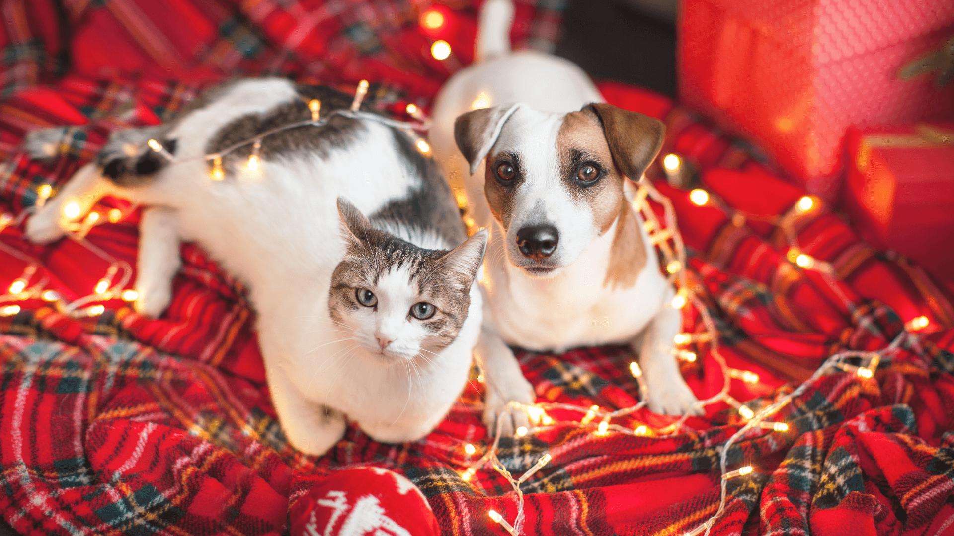 holiday pet safety checklist - blog image