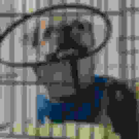 Why Use a Crate for a Dog The 7 Benefits Of A Dog Crate Potty Buddy™