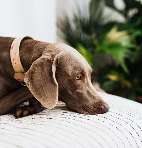 emergency signs for dogs and cats