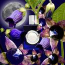 Venetian Belladonna bottle in moonlit purple floral editorial artwork