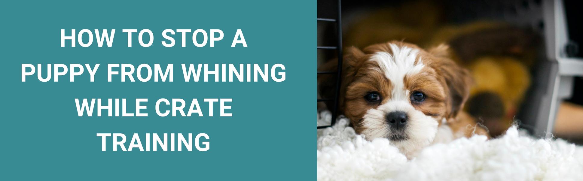 So Your Puppy Whines in the Crate Here’s How to Fix It Potty Buddy™