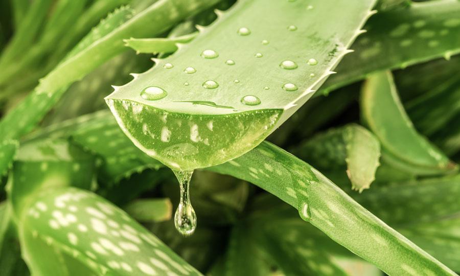 Aloe vera