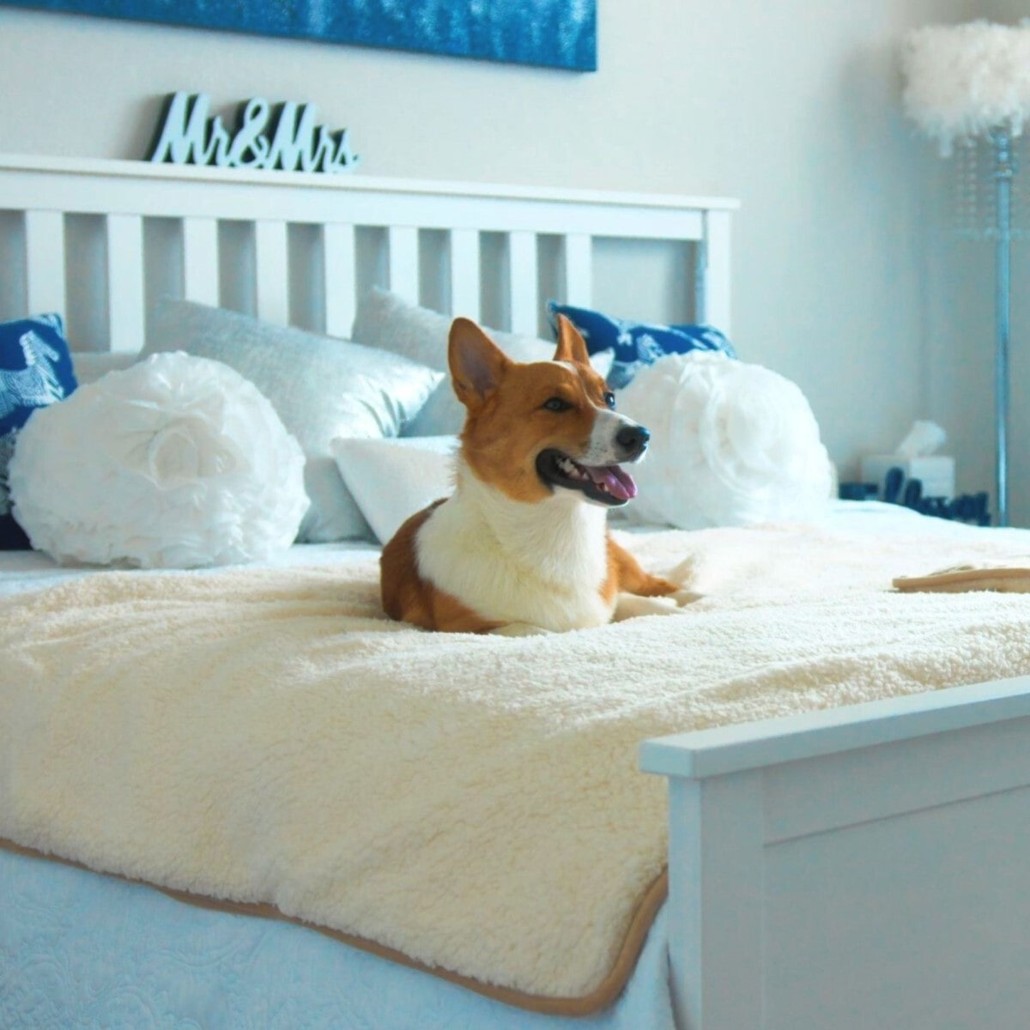 A happy Corgi laying on a Potty Buddy Waterproof Blanket on the bed