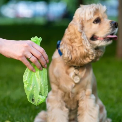 A dog at the park with a hand holding a compostable poo bag in the foreground