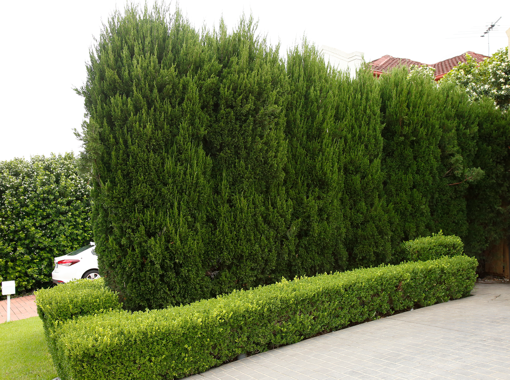 This Spartan hedge has had the tops trimmed to limit their height. The