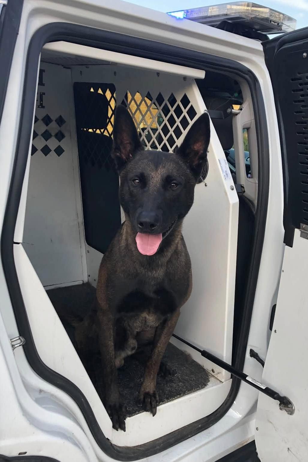 k9 breston