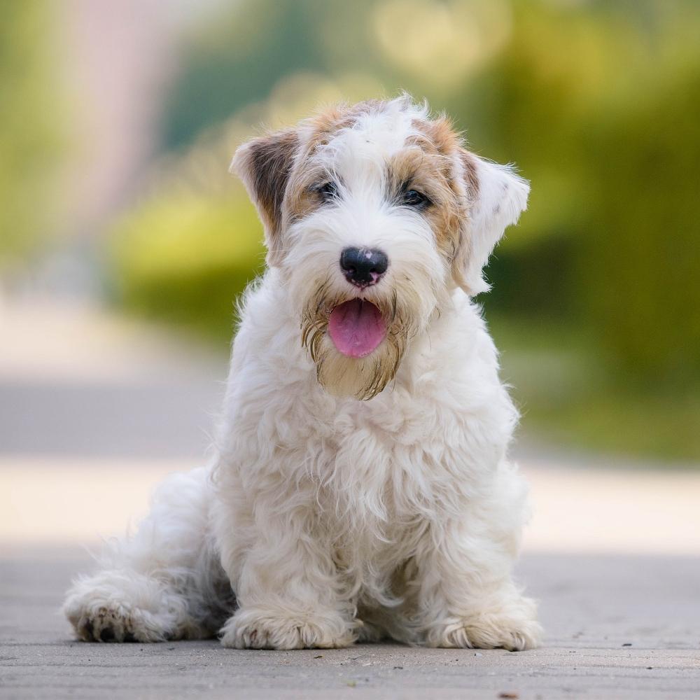 Sealyham Terrier dog