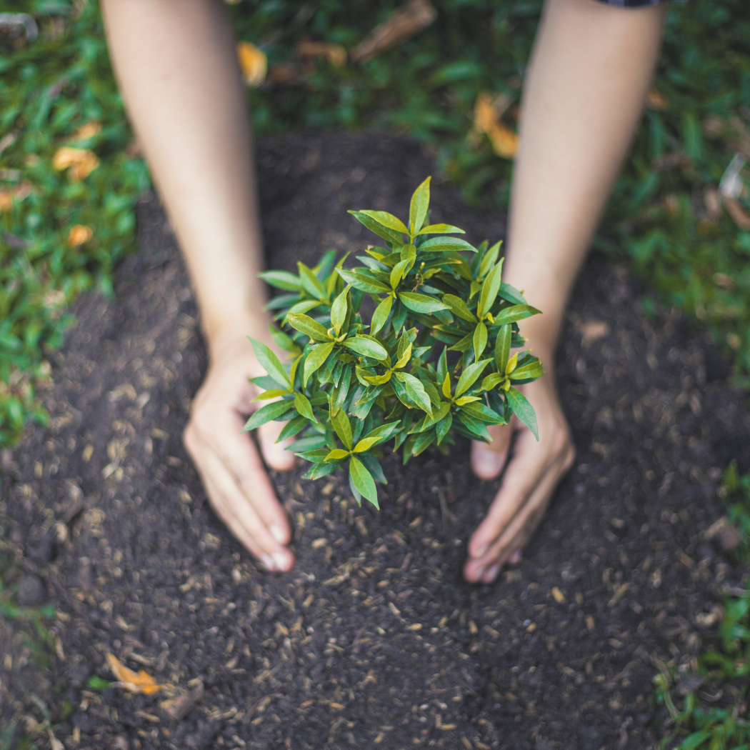 Small tree being planted