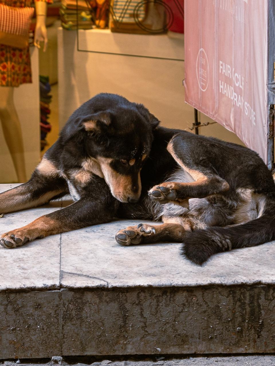 adorable black puppy is sitted in street