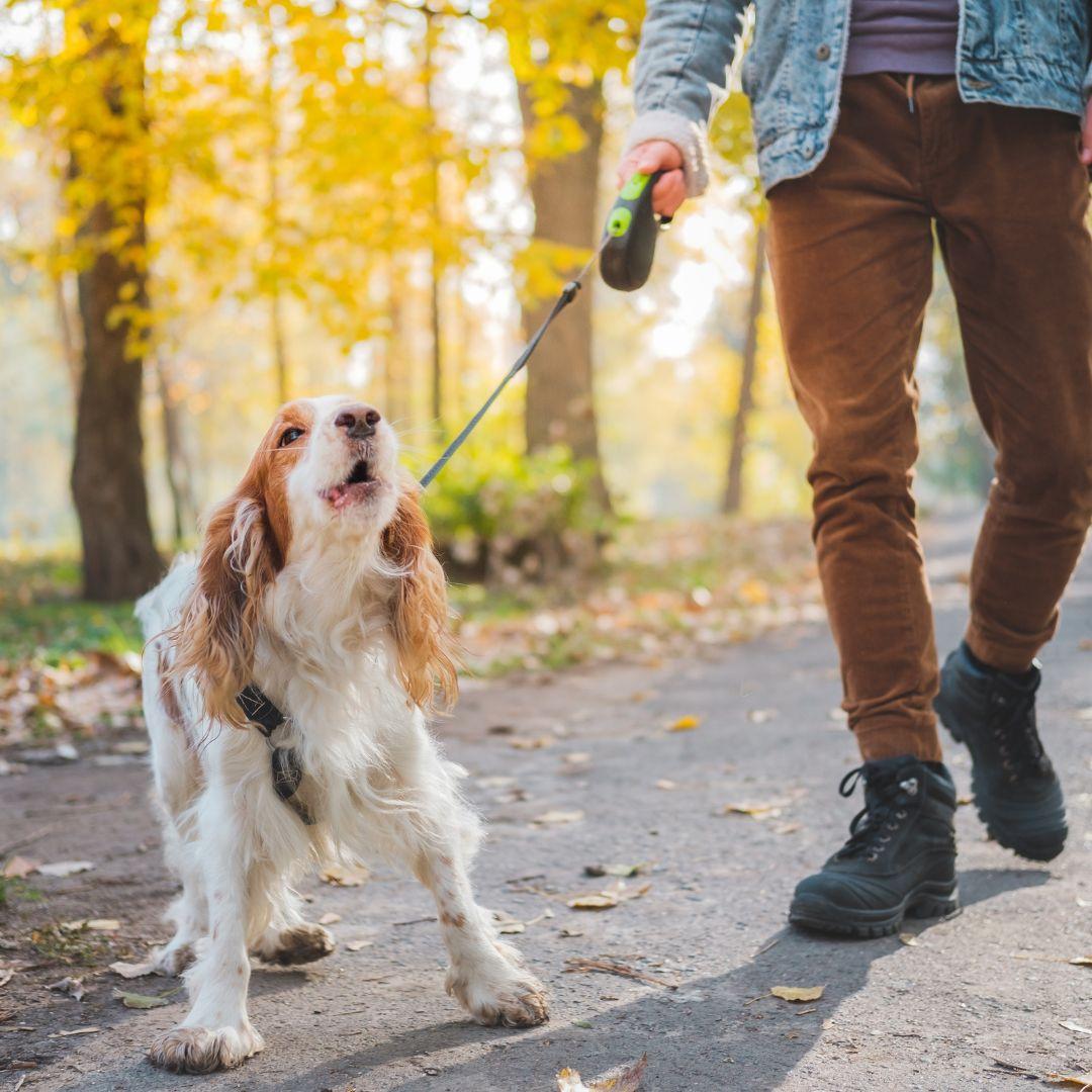 barking dog on the leash outdoors