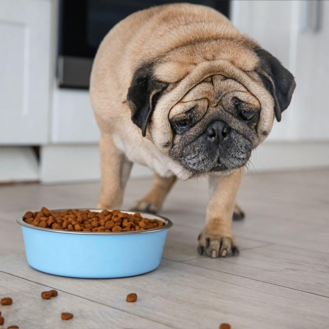 Cute overweight pug and bowl full of food on floor at home