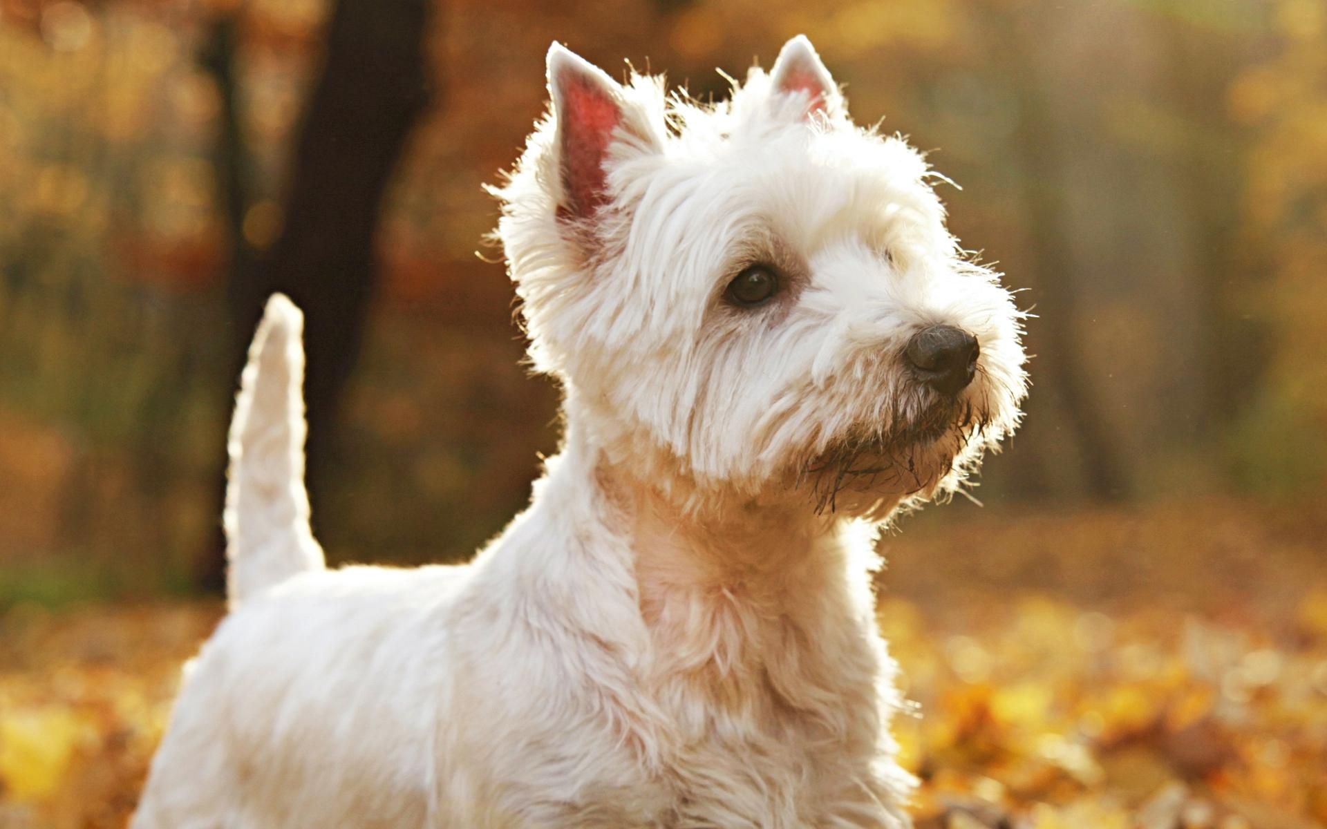 West Highland White Terrier Dog