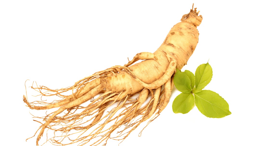 A whole ginseng root