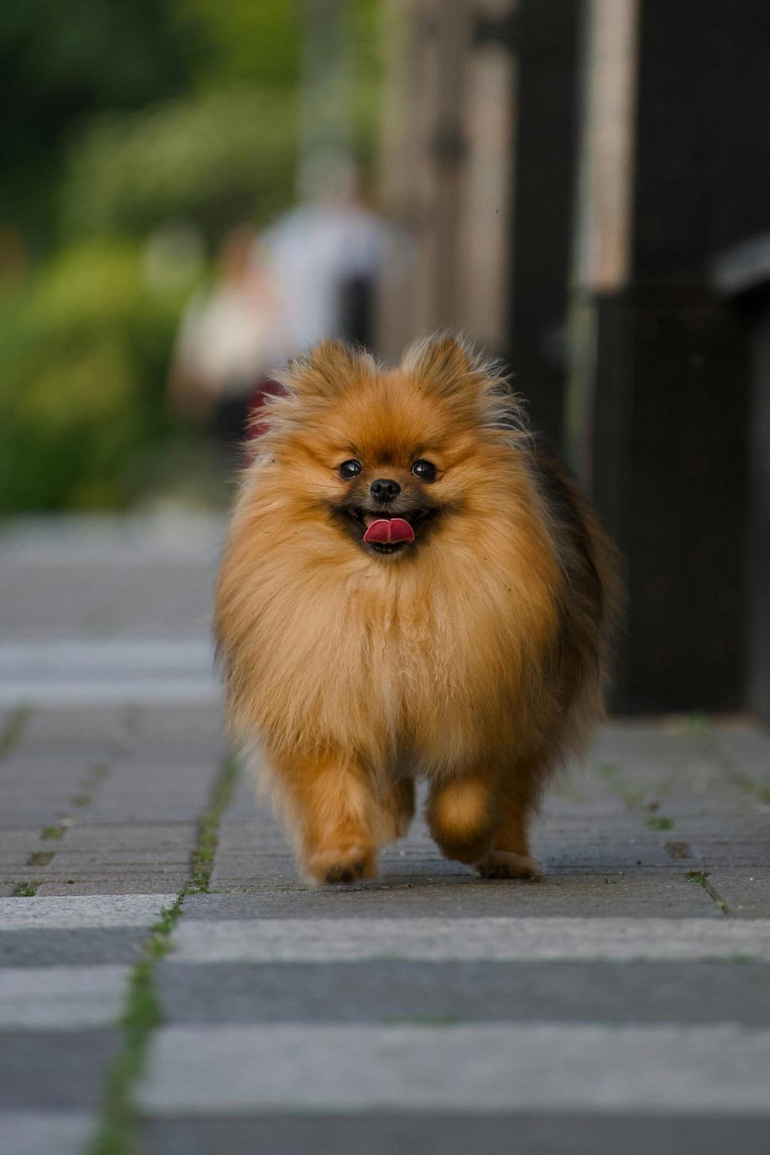 Pomeranian