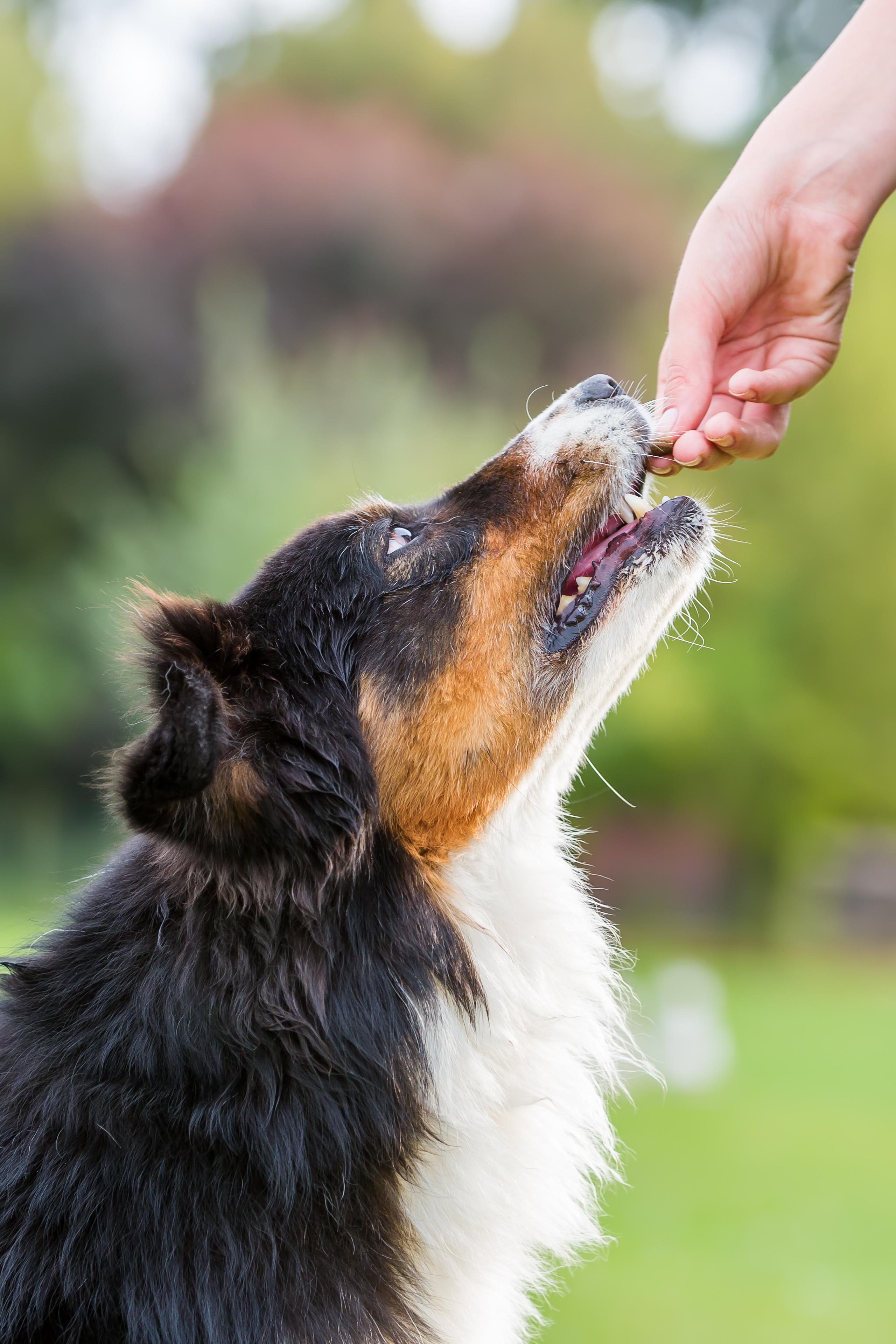 Food-Inspired Australian Shepherd Names for Dogs Who Live to Eat
