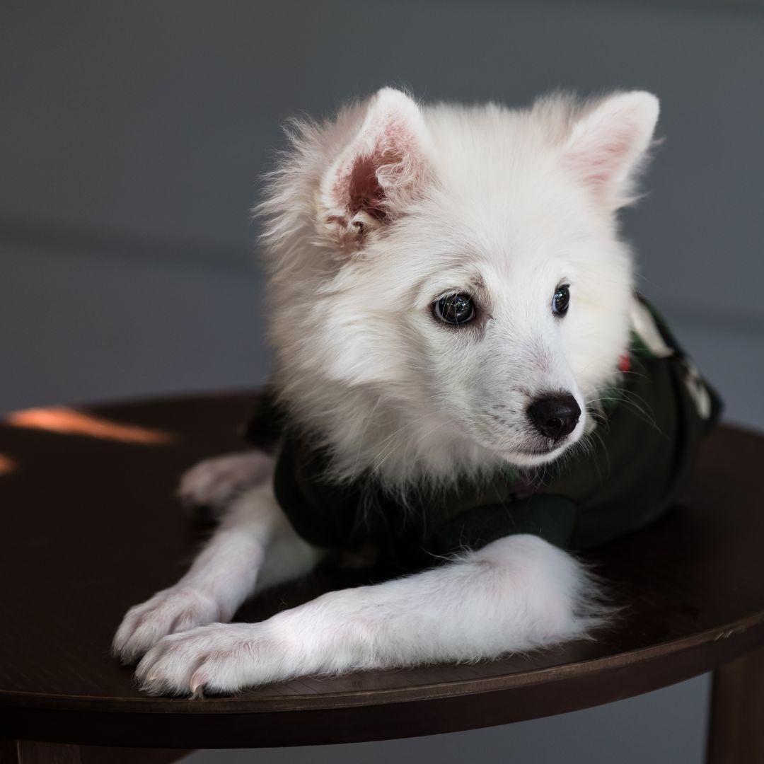 Young Japanese Spitz