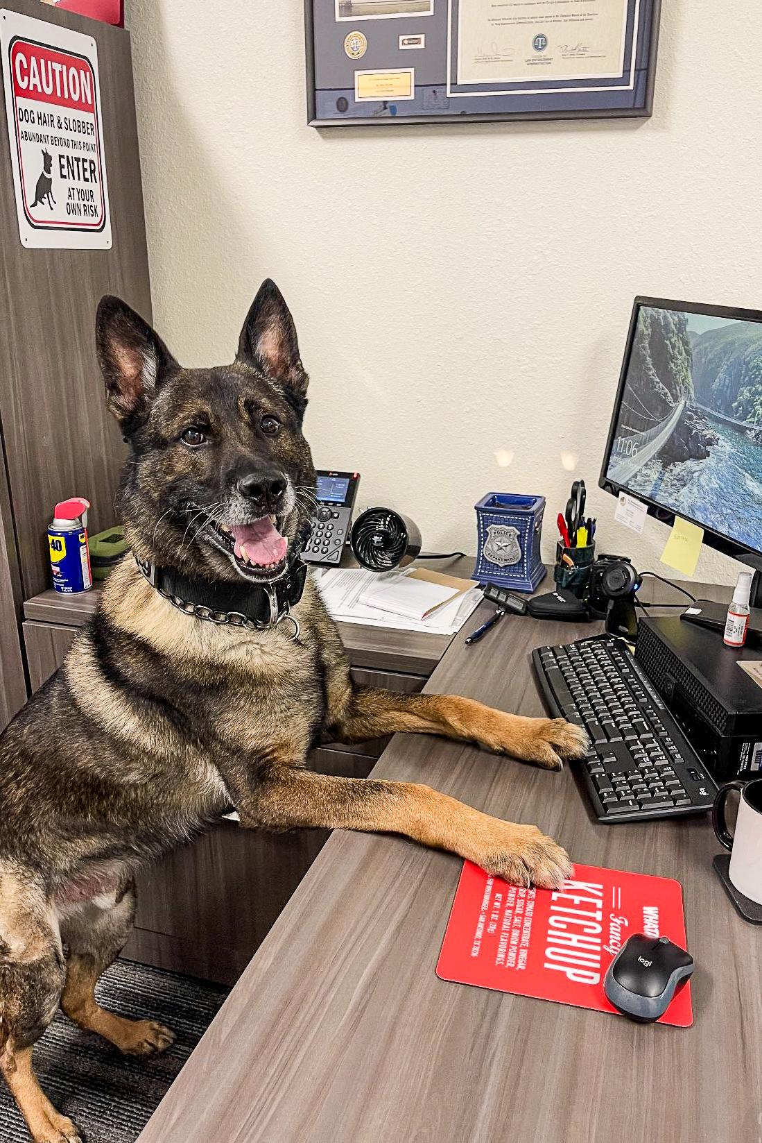 k9 indy at his desk