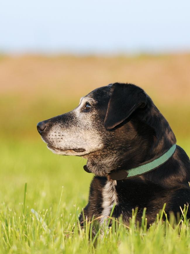 black old dog lying on meadow and is happy