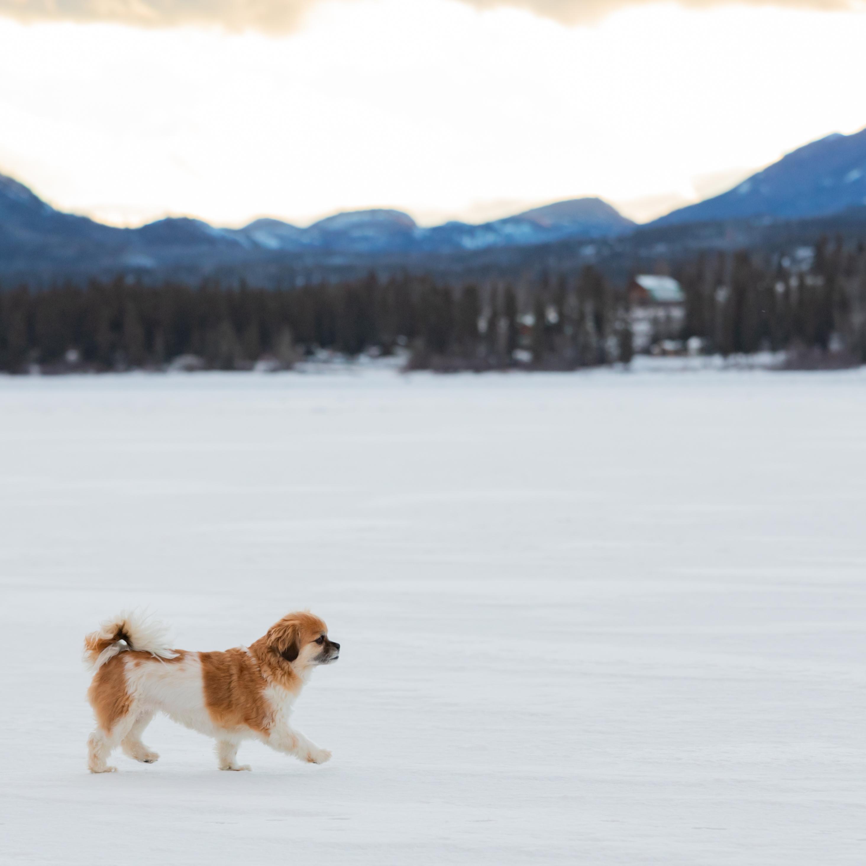 Happy Cavalier King Charles Spaniel Dog Walking