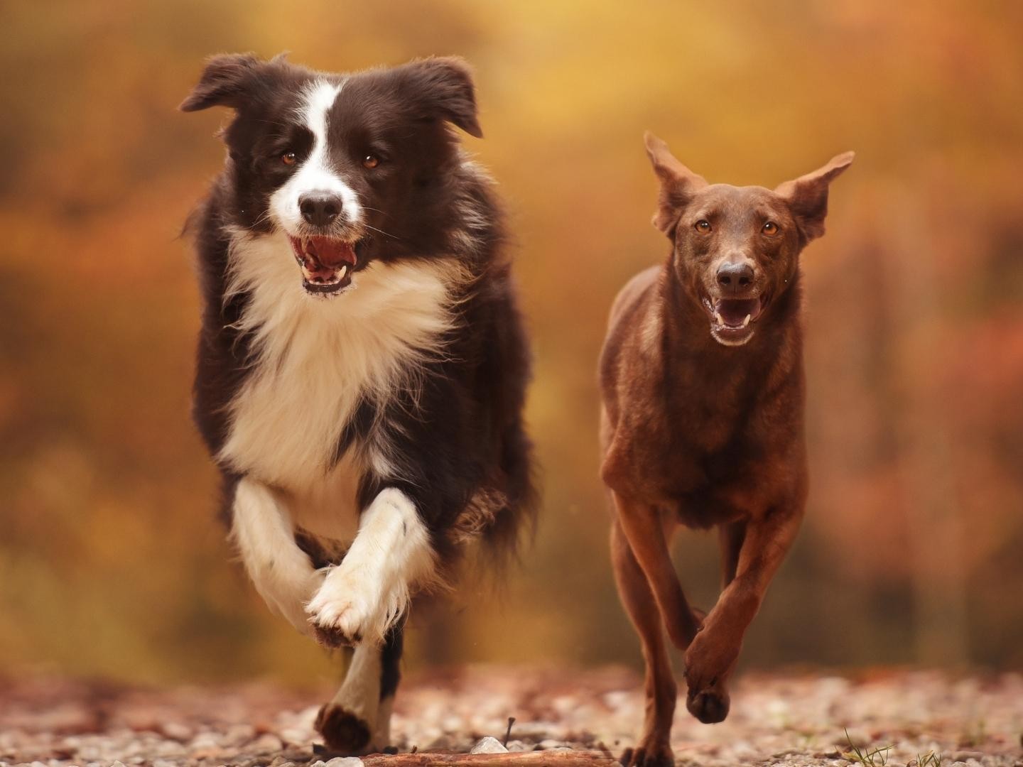 Selvita Canine 2 dogs Running