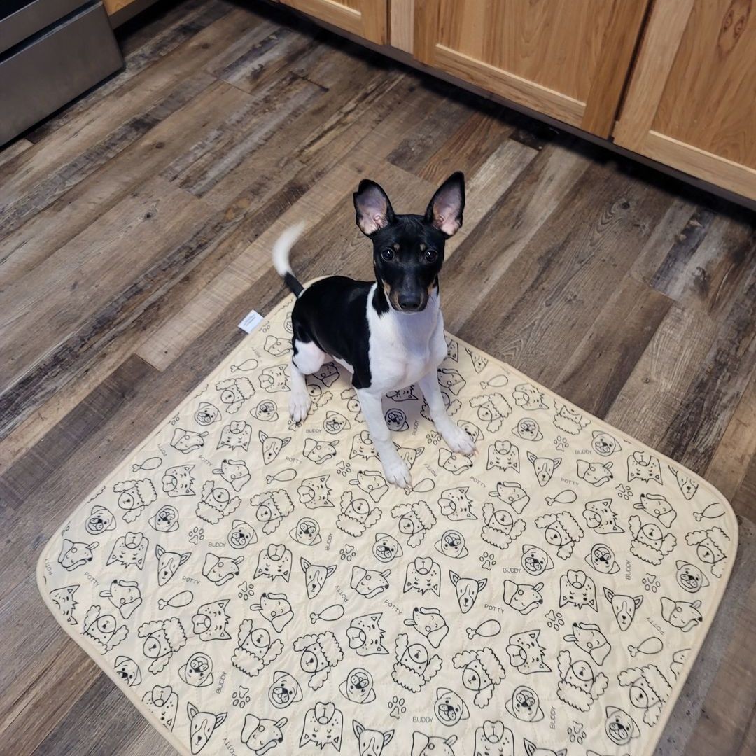 Dog posing on Potty Buddy pad