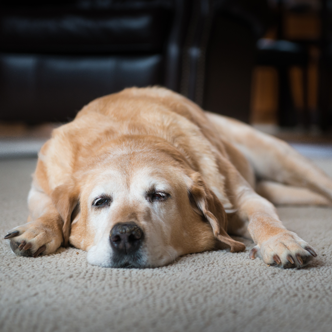 simptomi zaraznog kaslja kod pasa