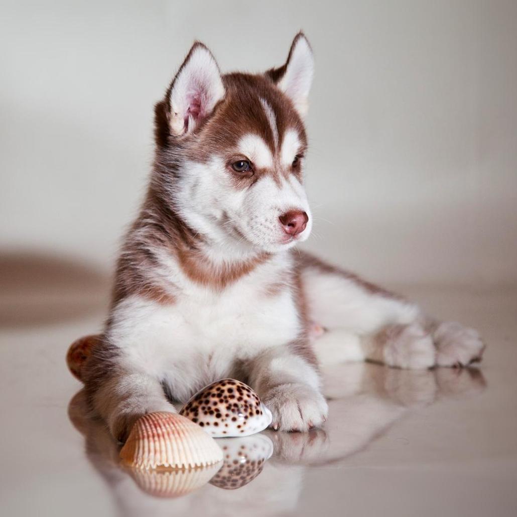 Sitting Husky puppy with sea shells