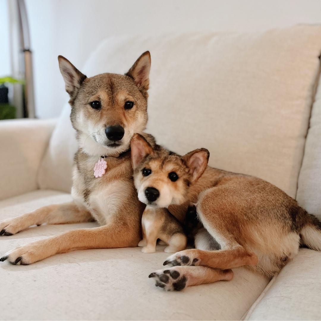 Brown Dog Plush Bobbleheads