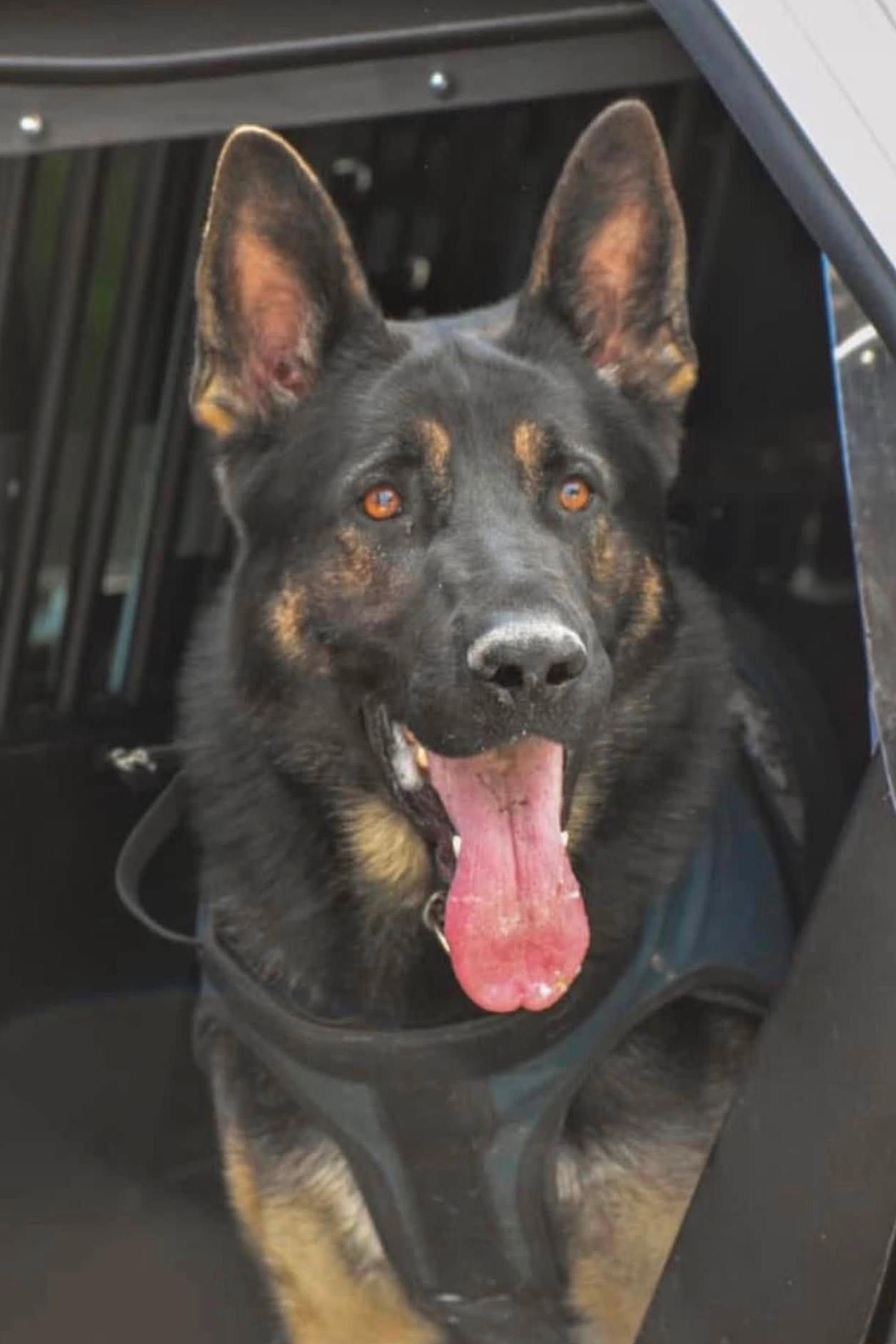 K9 havoc