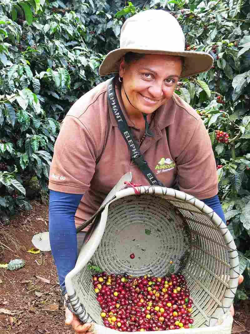 Man picking coffee