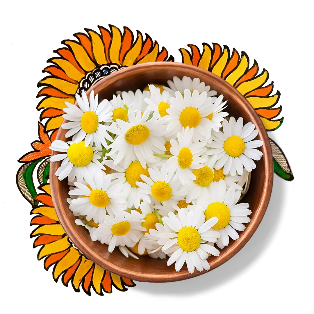 Chamomile Flower