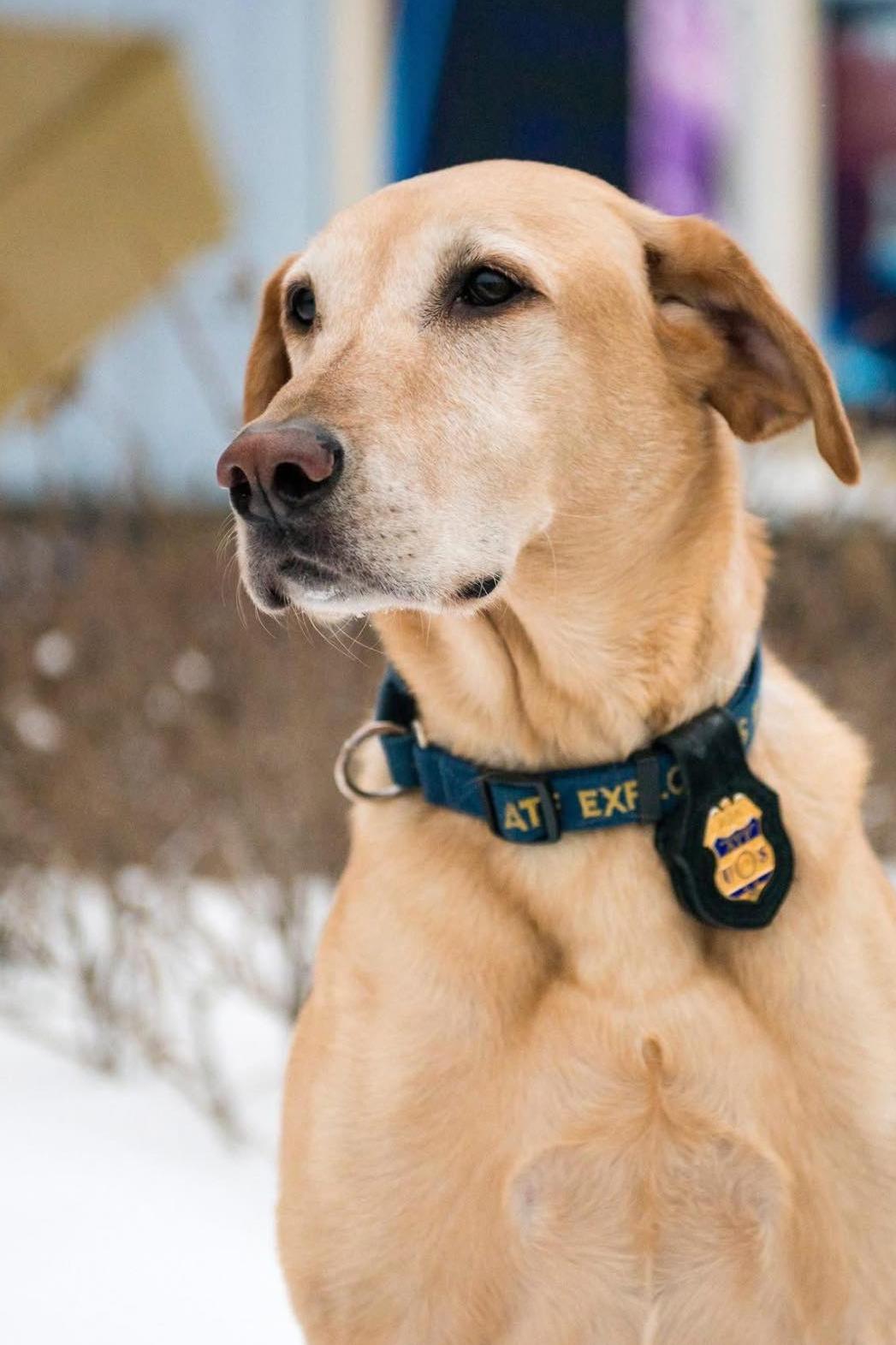 k9 titan 154 headshot