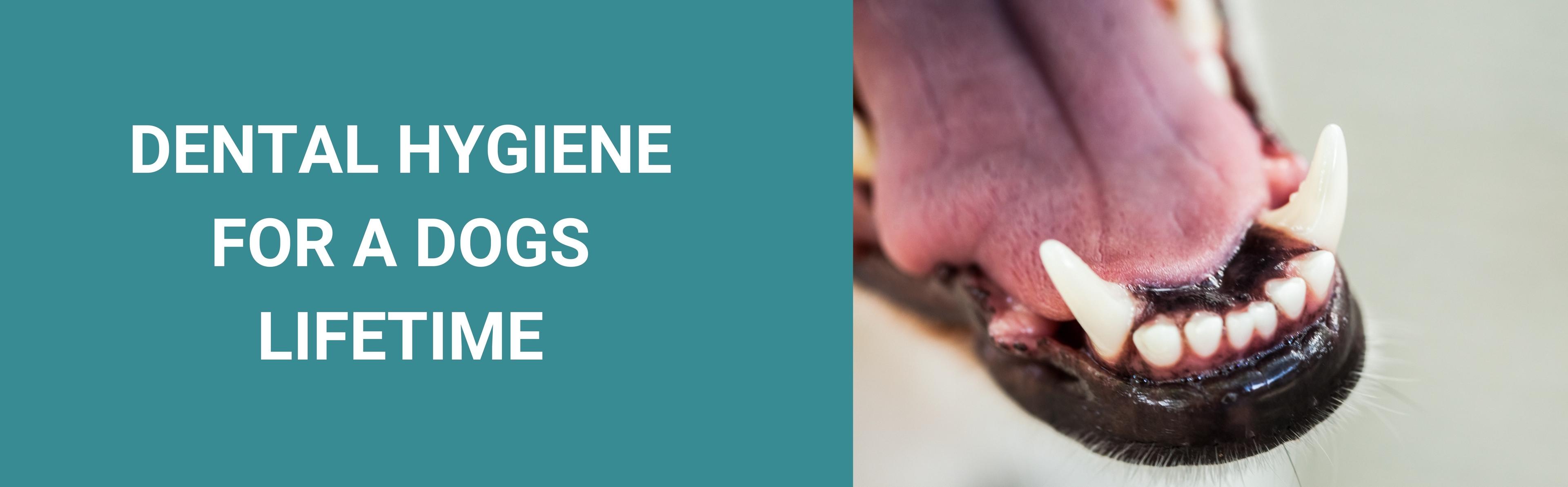 Dental Hygiene For A Dogs Lifetime From Puppies To Seniors Potty Buddy™