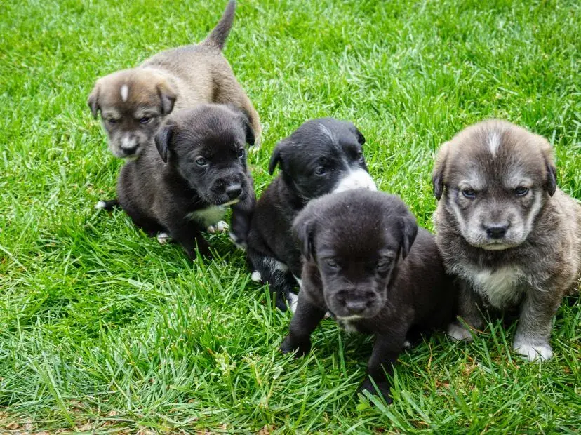 Five playful puppies are sitting together on the grass in a sunny field, surrounded by greenery.