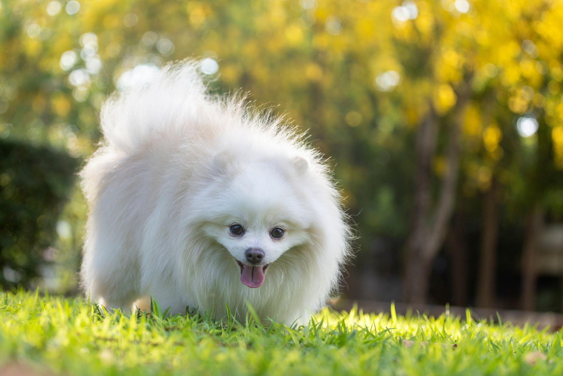 A white Japanese Spitz dog