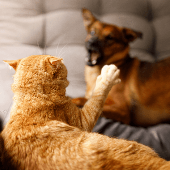 Do Dogs and Cats Really Hate Each Other?