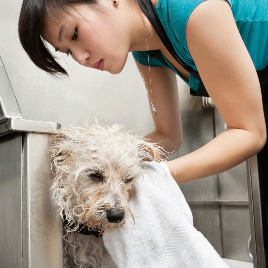 4 Ways to Protect Yourself from Allergies caused by Pet Fur and Dander Sterra
