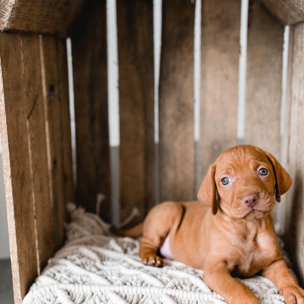 How to Care For Newborn Puppies and Their Mother Potty Buddy™