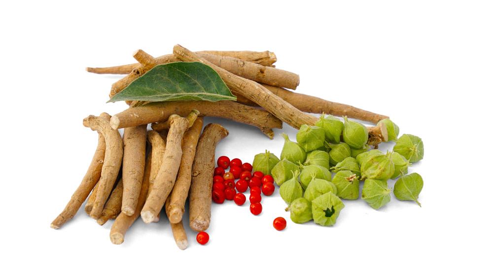Ashwagandha roots, leaf and fruits